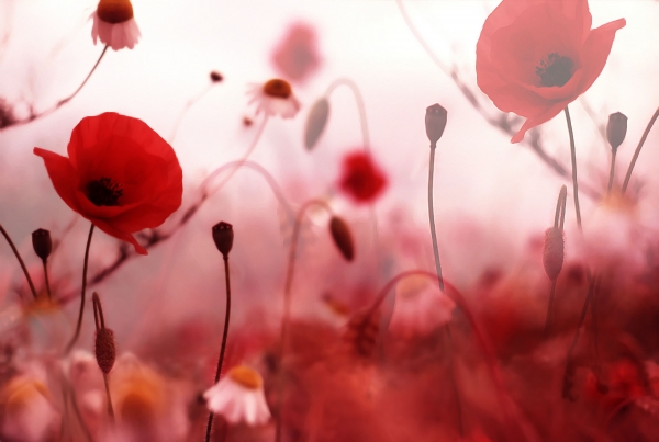 Creation of Valentine Poppy's: Step 1